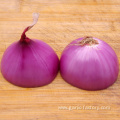 Quality fresh onion vegetables new crop for wholesale